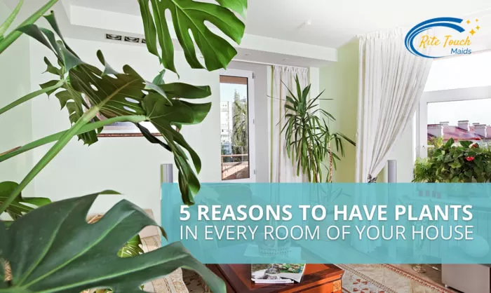 5-Reasons-to-Have-Plants-in-Every-Room-of-Your-House